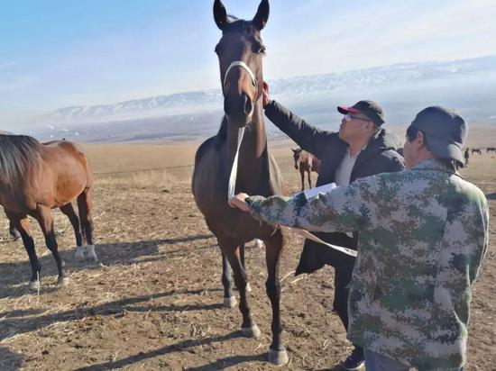 中国马会官方登记员在新疆自治区进行马匹登记