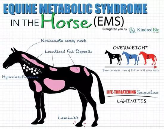 马匹EMS 图 | kindredbioequine.com