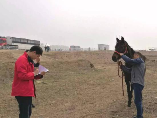 图为中国纯血马登记管理委员会工作人员核实马匹身份