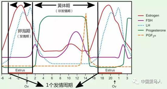  ▲ 母马发情周期 