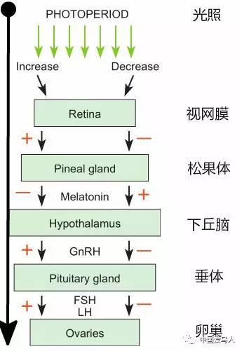 ▲ 强光照有助于母马排卵