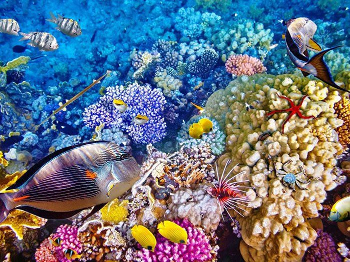 澳大利亚丨大堡礁