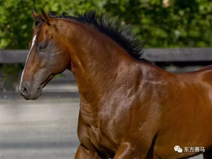 ▲图/Arrowfield Stud，「犀利时」