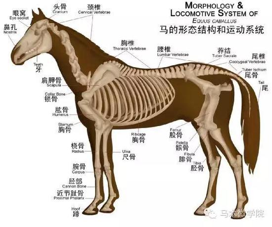 马的骨骼
