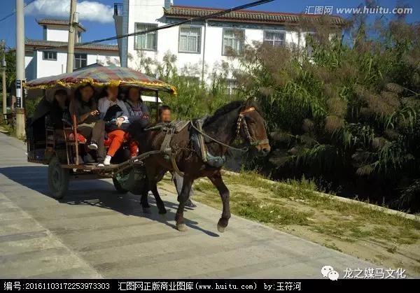 现代社会的马车