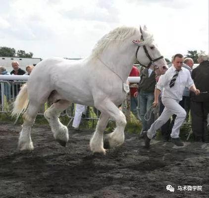 重型挽马了解一下盘点十种世界级大家伙