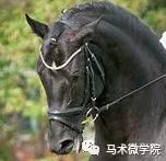从马的自述到骑手反思