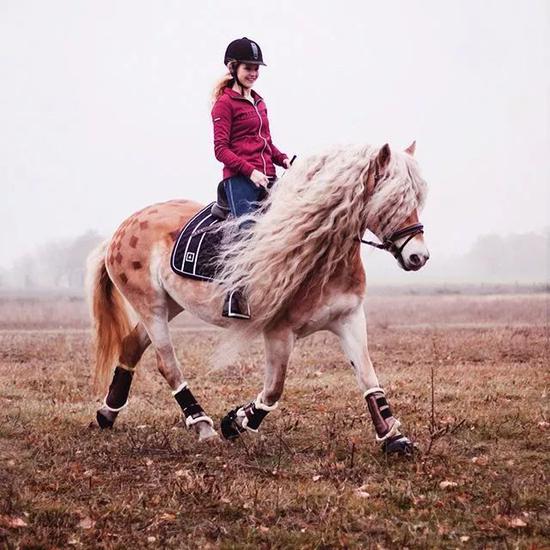 Storm是一匹非常温顺、忠诚、外貌漂亮的马。