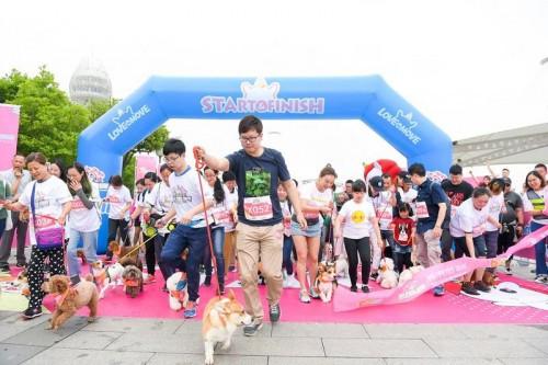 小型犬组起跑
