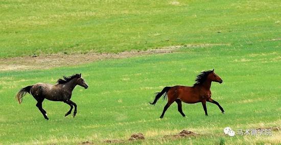 梦见自己骑着一匹白色的高大骏马在天空中飞 梦见自己骑着一匹白色的高大骏马在天空中飞