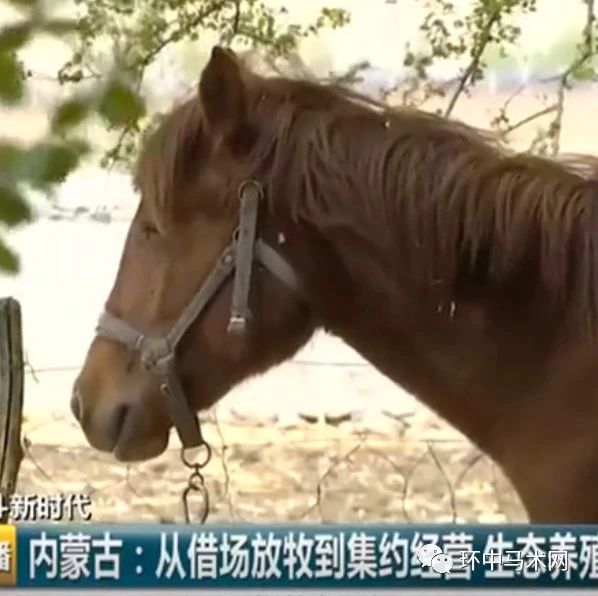 马匹也能寄养?