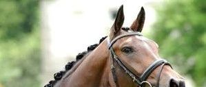 ,奥登堡马(OldenburgHorse)