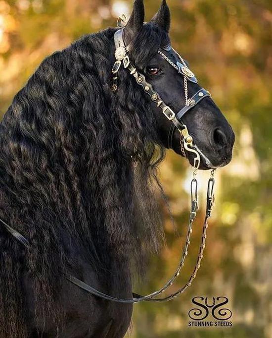 Friesian Horse