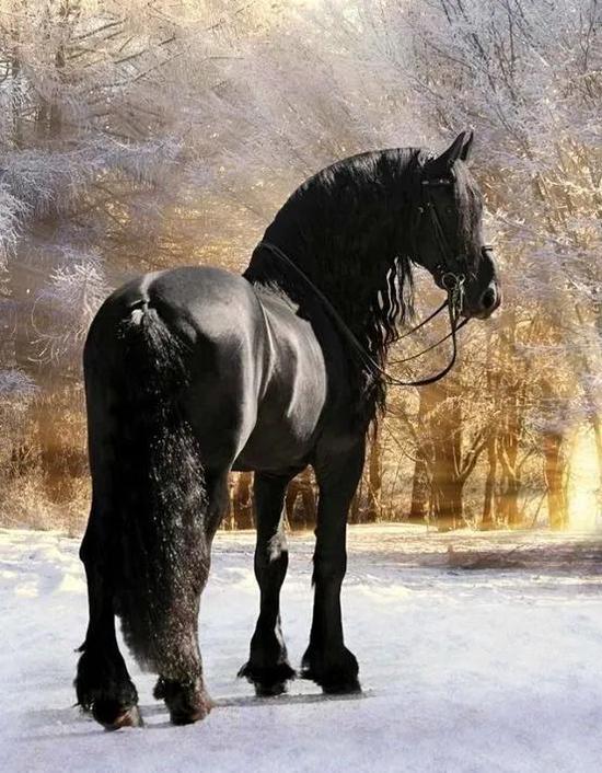 4,设特兰矮马shetland pony