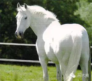 猶豫的白馬