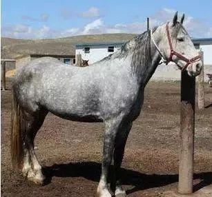 马一般能跑多快 f3a1-hyeztys1994478.jpg