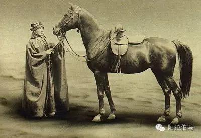 Lady Anne Blunt和她的阿拉伯马