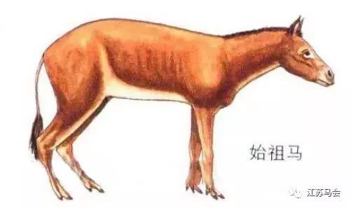 始祖马