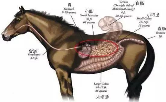 马的消化系统是介于单胃动物(比如:狗或人)和反刍动物(比如:牛或山羊)