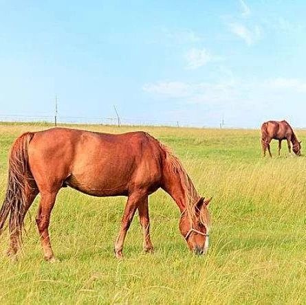 内蒙古派发“红包”推广畜牧良种、粮改饲、马产业
