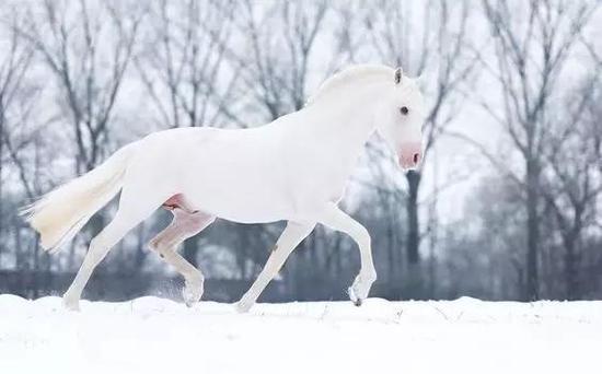 雪地上的白马