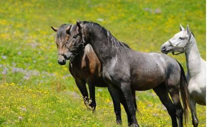 爱马的你知道马有多少品种吗 马匹的生物学分类