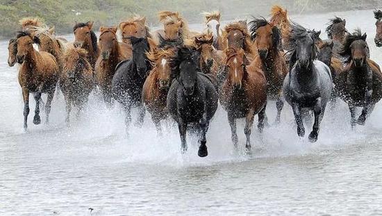 马背民族爱马如命 蒙古人为什么如此爱马