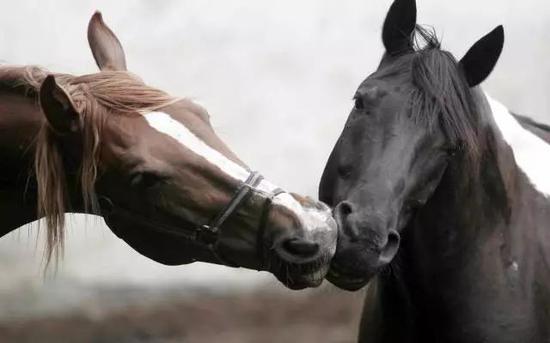 馬匹狀態鷄公頸  賽馬貼士