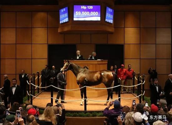 ▲图/Fasig-Tipton，‘鸣禽*’