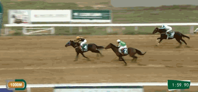 综合体育 马术 动态资讯 正文 