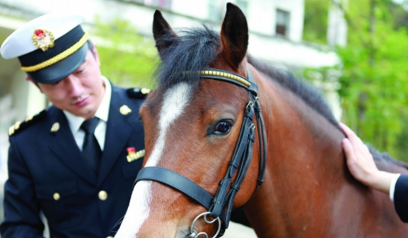 6匹荷兰Pony马“落户”大湾区