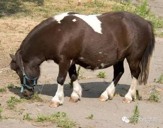 pony