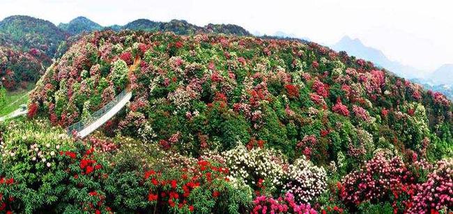 百里杜鹃盛开的时节 第三届商界棋王赛揭幕