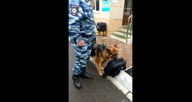 警犬狼狗成为第一道安检