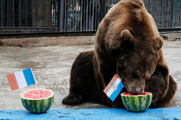 世界杯动物预测大军再添一员！棕熊独爱克罗地亚