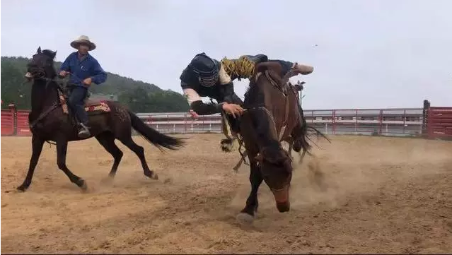 青岛宝湖马术小镇，勇士在有鞍骑野马