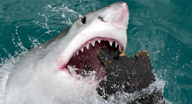 新西兰冲浪者徒手击退大白鲨