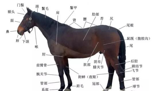 你认识这个字吗? 如果你的答案是否定的,那你今天来着了。作为马科学中对马身体部位描述的最基本术语,尻字当之无愧的成为这些术语中几个较陌生的字之一,虽然它笔画不多。 此字念ko,是用来描述马体臀部的术语。 我想起自己去马术俱乐部实习时,带我的师父当时和我讲了一个类似的术语,叫管部。作为新人,那时的我只能一脸茫然的问他。后来我又陆陆续续的碰到许多由于术语缺乏而导致的沟通障碍,师父让我去牵一个花马,我却牵了一个身上有许多白斑点的马,真是哭笑不得!后来才得知,原来此花非彼花!当