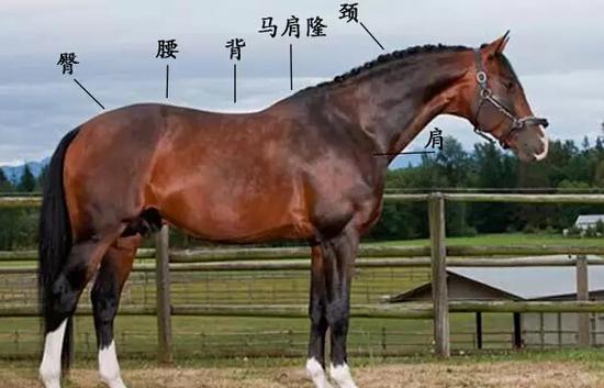 ponytown捏马人口