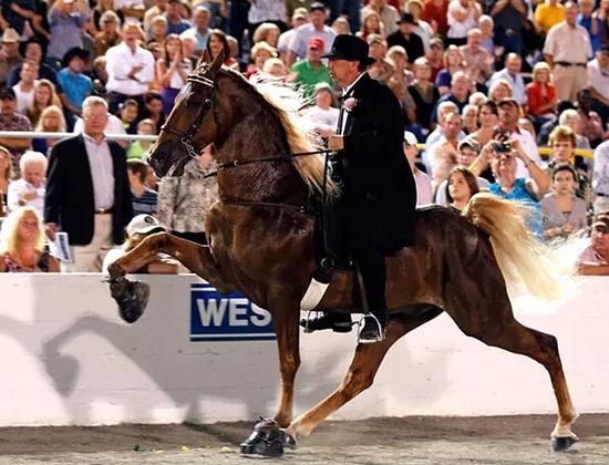 田纳西走马:性格温顺颜值高 成为影视剧中常客_马术_新浪竞技风暴_新浪网