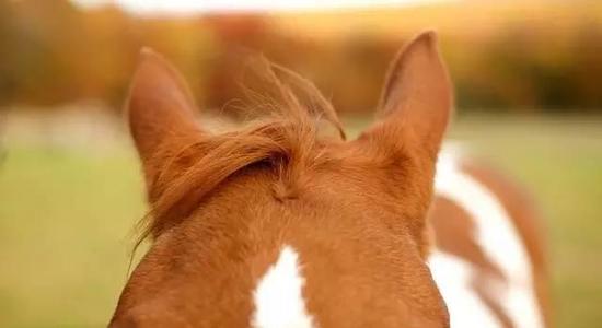 马通过转动耳朵传递信息:放松会耷拉 紧张会树