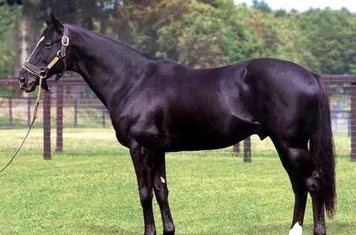 从绵羊到猛虎的蜕变!解析日本赛马崛起三步走