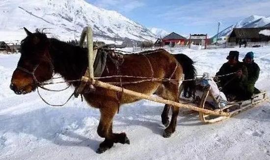 喀纳斯冬季怎么游?坐马拉雪橇 感受茫茫白雪世界
