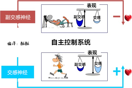 受神经系统调控，不同运动状态下人的心率变化