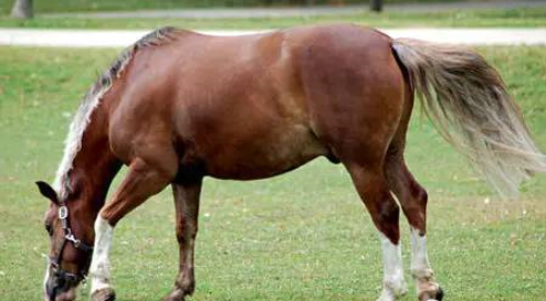 知识帖!马匹跛行对症下药 马蹄疾病并非主要诱