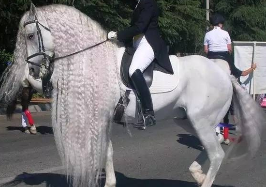 安达卢西亚马:眼大腿长 欧洲王室称其“国王之马”
