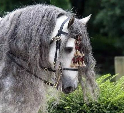 安达卢西亚马:眼大腿长 欧洲王室称其国王之马