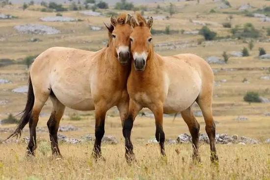 马也有荒诞的一面!有关马的惊人真相你知道多少