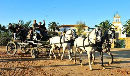 在传统的西班牙庄园里乘马车游览