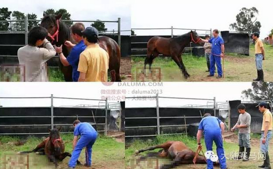 马匹的阉割手术全过程